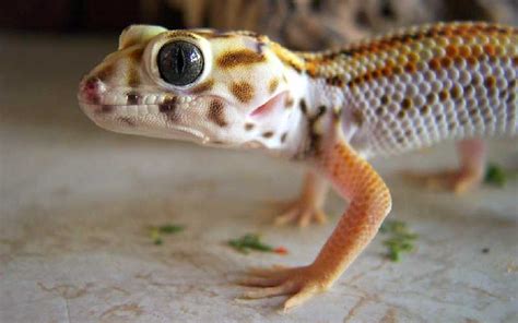 Frog eyed Gecko Care - Gecko Geek