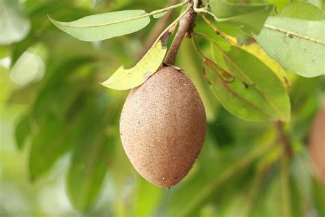 Sapota Flower Drop, Fruit Drop Causes, Control | Agri Farming