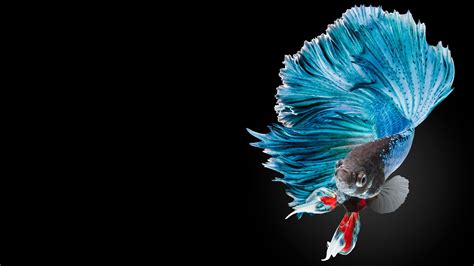 Betta Fish Wallpapers - Top Free Betta Fish Backgrounds - WallpaperAccess