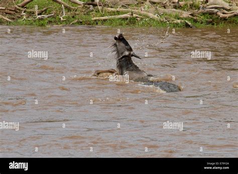 A massive 5 meter Nile Crocodile attacks and drowns a Blue Wildebeest, during the Great ...