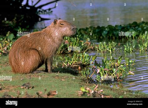 Caviidae hi-res stock photography and images - Alamy