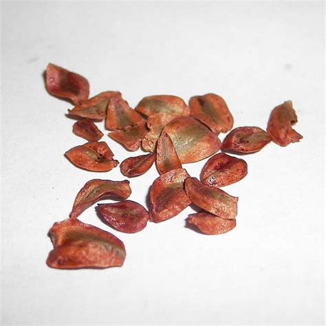 Coast Redwood Seeds - Sequoia sempervirens from a UK specialist