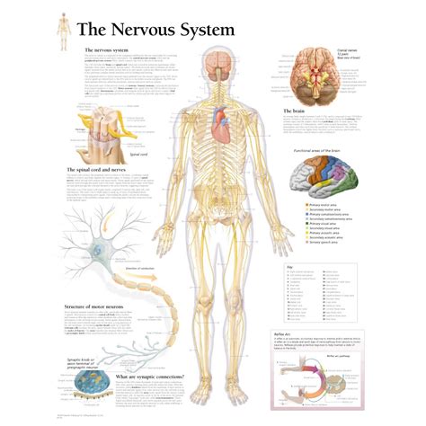 Human Central Nervous System Diagram : Central Nervous System Wikipedia ...