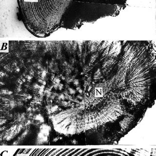 -Different stages of statolith development (I-V) of Ornithoteuthis ...