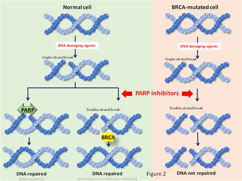 Synthetic lethality interactions for PARP inhibitors. In synthetic... | Download Scientific Diagram