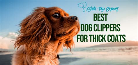 7 Best Dog Clippers for Thick Coats & Hair 2021 [Pick the right one!]