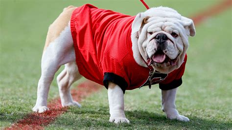 Georgia bulldog mascot Uga IX, aka Russ, to retire at age 11 | NCAA Football | Sporting News