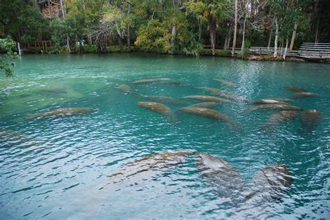 Homosassa Springs Wildlife State Park in Homosassa | Florida - on ...