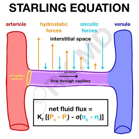 Starling Equation - MEDizzy