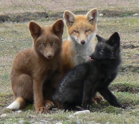 Black Foxes UK