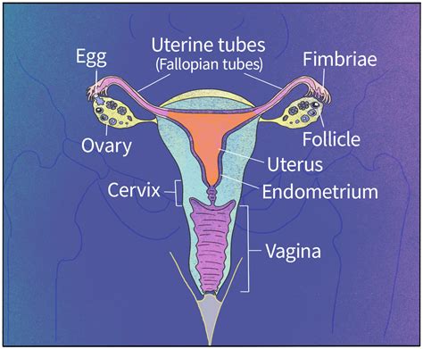 Fallopian Tube Diagram Egg