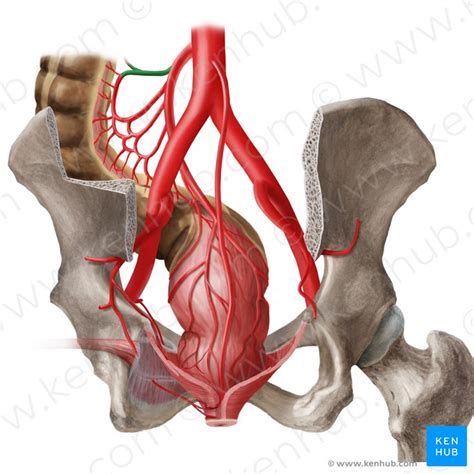 Left colic artery: Anatomy, branches, supply | Kenhub