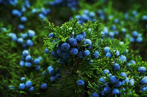 Identifying Juniper Trees and Shrubs