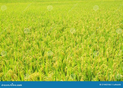 Harvest Rice field stock photo. Image of branch, good - 21443166