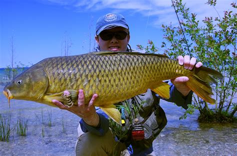 FLY FISHING FOR CARP: COMPLETE GUIDE - ToFlyFish