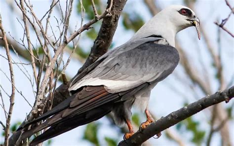 Mississippi Kite: History, Facts, Size, Habitat, Classification & Much More - Animals Name