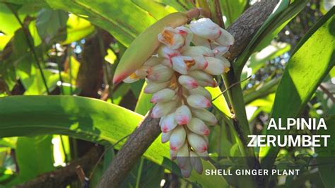 Alpinia Zerumbet - Shell Ginger Plant - Learn Propagation through its ...