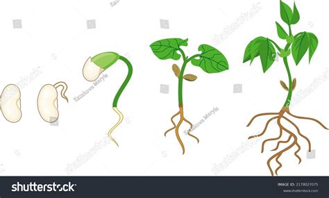 Sequence Growth Stages Bean Germination Seed Stock Vector (Royalty Free ...