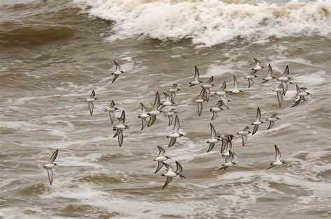 #MyWildMersey campaign will help protect plants and wildlife