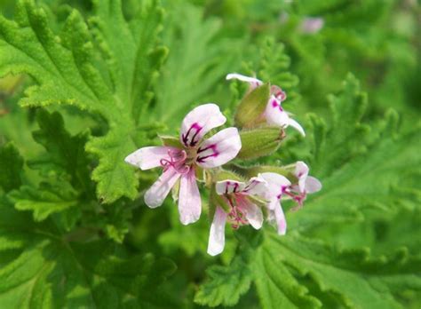 Pelargonium graveolens seeds Old Fashion Rose Geranium | ZHONG WEI Horticultural Products ...