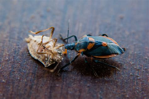 Biological Control of Brown Marmorated Stink Bug | NC State Extension