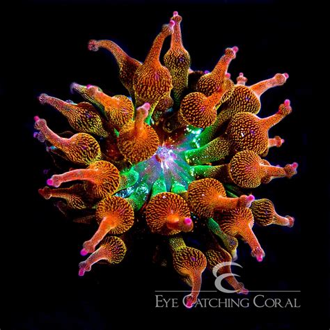 Aquacultured Anemones | Wholesale Coral | Eye Catching Coral