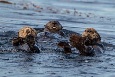 Sitka Wildlife Adventures | Wildlife Tours, Whale Watching Sitka ...