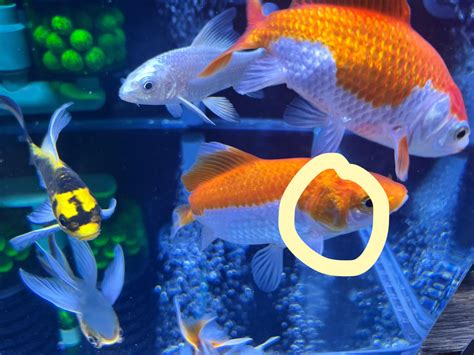 Gold fish gill disease? : r/Aquariums