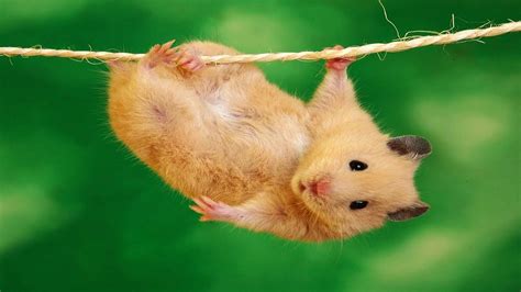 Hamster Memes Wallpapers - Wallpaper Cave