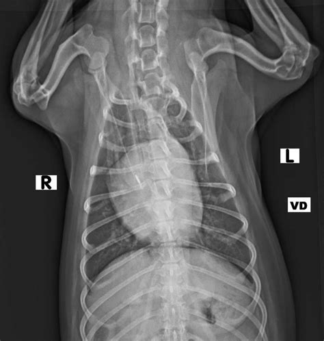 Radiology - X-rays for broken bones & diseases - Boca Veterinary Clinic