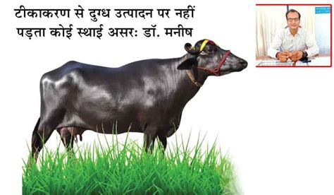 Milch Animals | गर्मी के मौसम में दुधारू पशुओं का रखें विशेष ध्यान