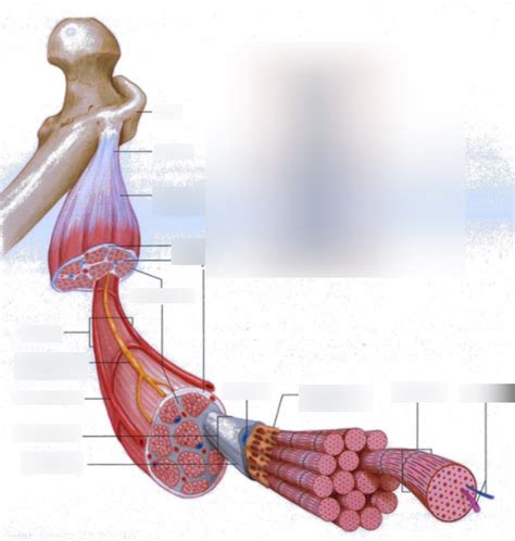 Muscle Fiber Diagram Diagram | Quizlet