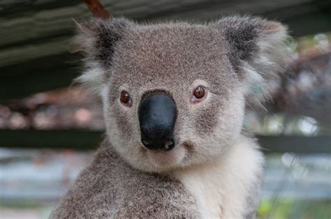 Animals In Australia Forest