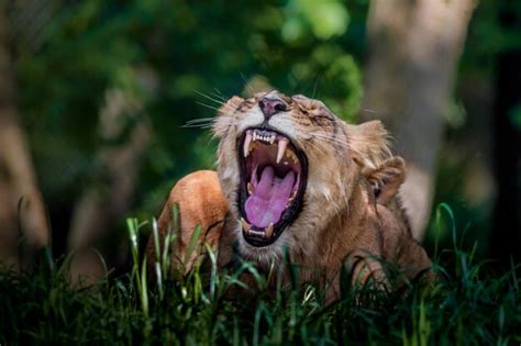 Premium Photo | Lion yawning