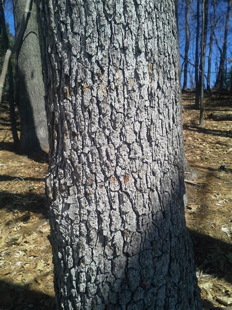 Post Oak | Glen Arboretum