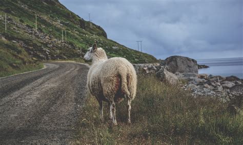 Sheep Among The Mountains Free Stock Photo - Public Domain Pictures