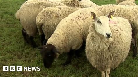 National Farmers' Union says UK should remain in the EU - BBC News