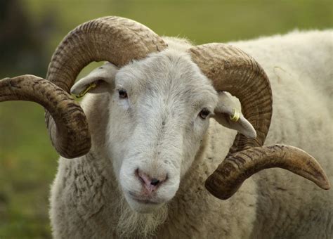 Download free photo of Mutton, sheep, wool, bock, livestock - from needpix.com