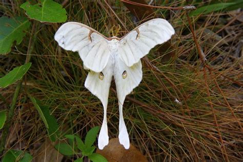 Luna Moth | Moth, Beautiful butterflies, Moth caterpillar