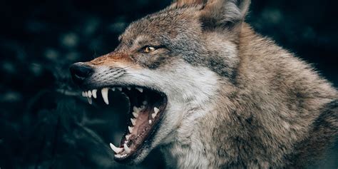 Survive A Coyote Attack While Hiking: Tips and Advice for All Adventurers