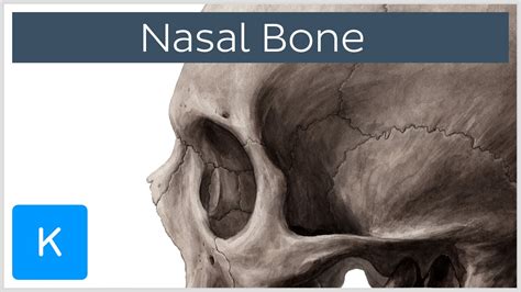 Nasal bone - Anatomy, Function & Diagram - Human Anatomy | Kenhub - YouTube