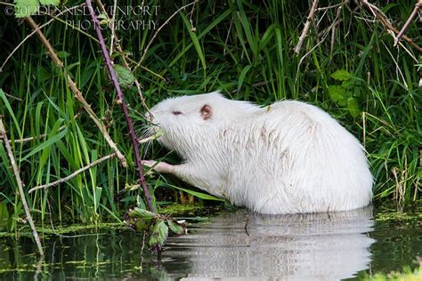 Animaux albinos, blancs | ALBINOS | Pinterest | Albinism