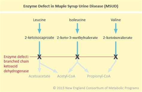 Maple Syrup Urine Disease (MSUD) — New England Consortium of Metabolic ...