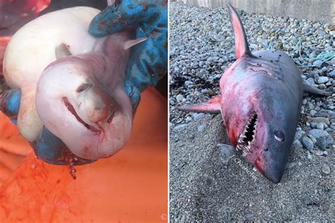 Necropsy on Pregnant Shark Washed Up in Massachusetts Reveals 4 Embryos