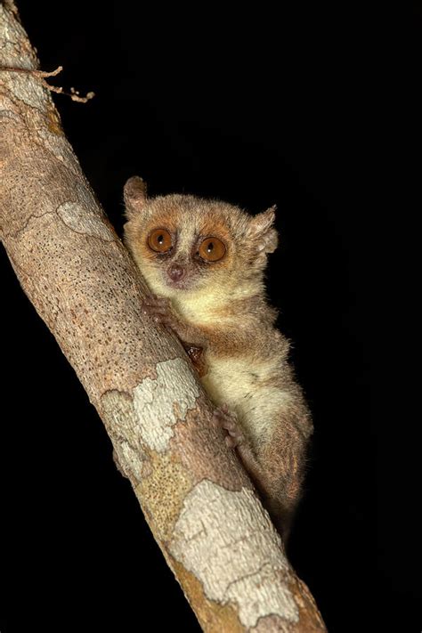 Madame Berthe's mouse lemur, Microcebus berthae, Madagascar wildlife ...