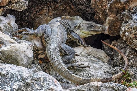 Mexican Iguana 02 Photograph by Scott Watson - Fine Art America