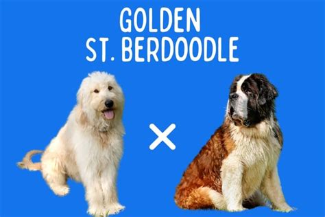 Goldendoodle Saint Bernard Mix: A Giant Golden Fluff!
