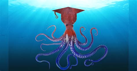 New octopus species named after Chevening | Chevening