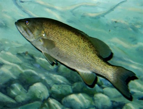 Free picture: up-close, smallmouth, bass