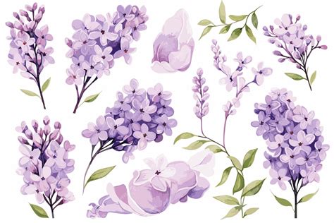 Premium Vector | Set delicate lilac watercolor clipart